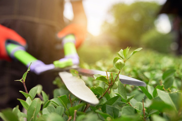 Contrats d'entretien annuels pour jardins